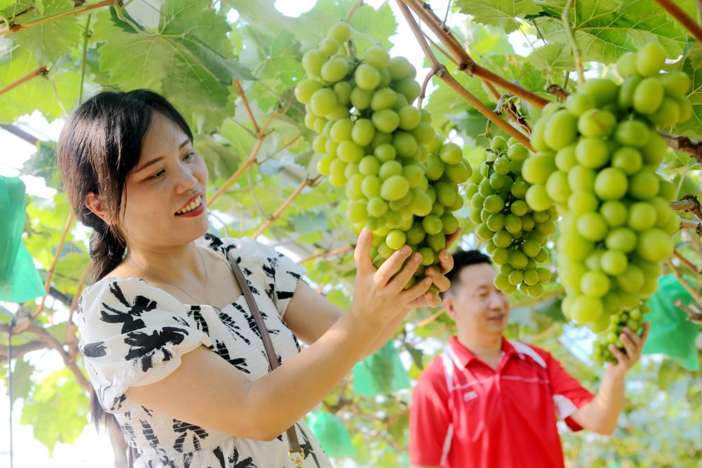 重庆万盛经开区：“采摘经济”激发乡村振兴新活力