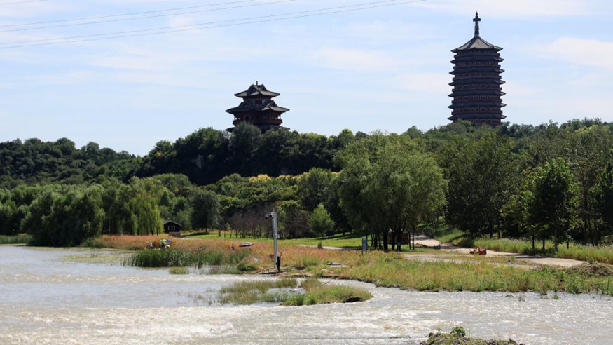 北京的树